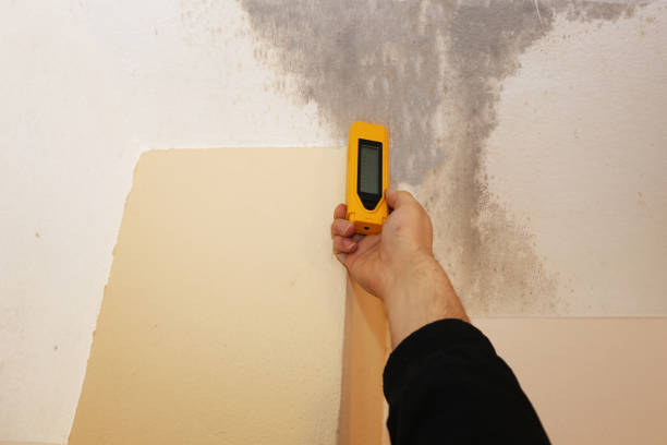 Best Mold-Related Health Consultation  in North Hobbs, NM