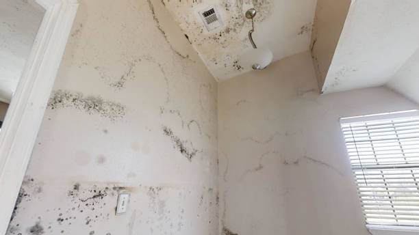 Best Mold Removal for HVAC Installations  in North Hobbs, NM