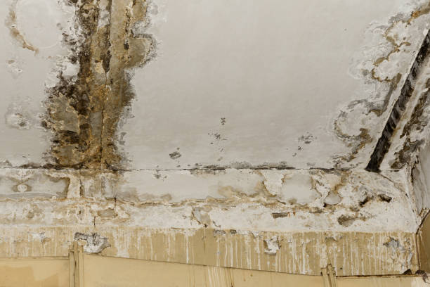 Best Mold Remediation for Rental Properties  in North Hobbs, NM
